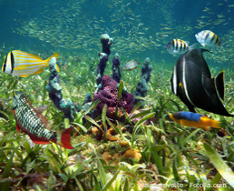 clearwater condos to rent