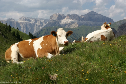 Large photo of Canazei