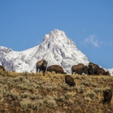 Photo of Jackson Hole