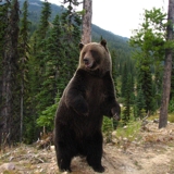 Photo of Kicking Horse