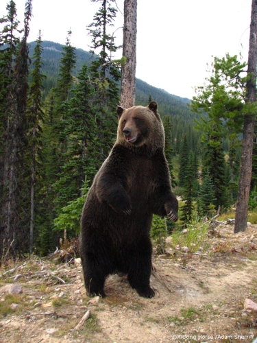 Large photo of Kicking Horse