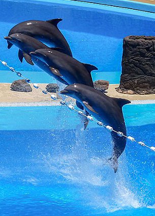Maspalomas dolphins aquapark