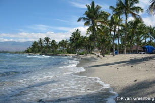Mauna Lani beach with palms