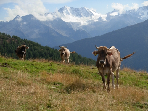 Large photo of Mezzana