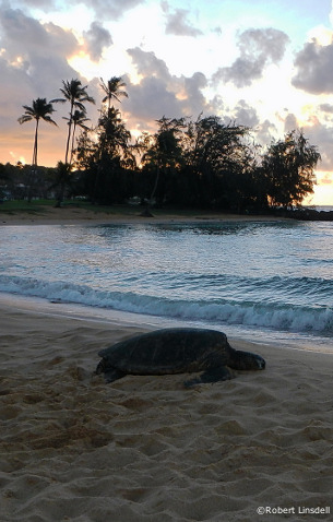 Koloa holiday apartments on hawaii