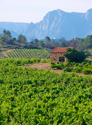 Roussillon vineyards