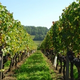 Photo of Saint Emilion