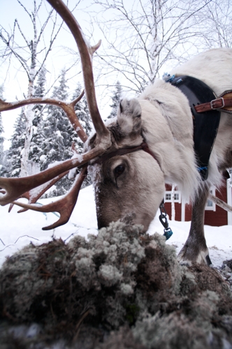 Large photo of Salla