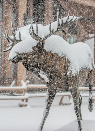 how to get to snowbasin ski area,snowy moose